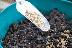 月季基肥冬天施和春天施有什么不同